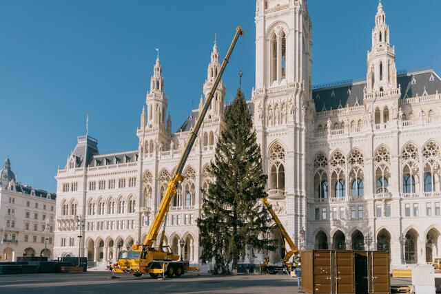 Der Weihnachtsbaum für den Wiener Christkindlmarkt wurde Dienstagfrüh vor dem Rathaus aufgestellt. | Foto: Stadt Wien Marketing GmbH