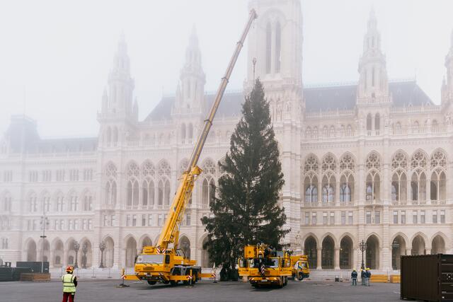 Der Weihnachtsbaum für den Wiener Christkindlmarkt wurde Dienstagfrüh vor dem Rathaus aufgestellt. | Foto: Stadt Wien Marketing GmbH