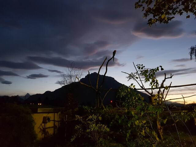 Heute ist Halloween. Im Beitrag erfährst du, wo sich Klein und Groß in Salzburg heute so richtig gruseln kann. | Foto: Zoo Salzburg