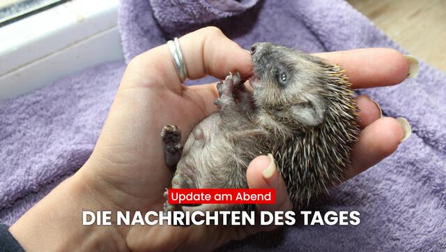 Mit dem MeinBezirk "Update am Abend" erfährst du, was heute in Tirol los war. Das sind die wichtigsten Nachrichten aus Tirol. | Foto: MeinBezirk Tirol / Tierschutzverein f. Tirol