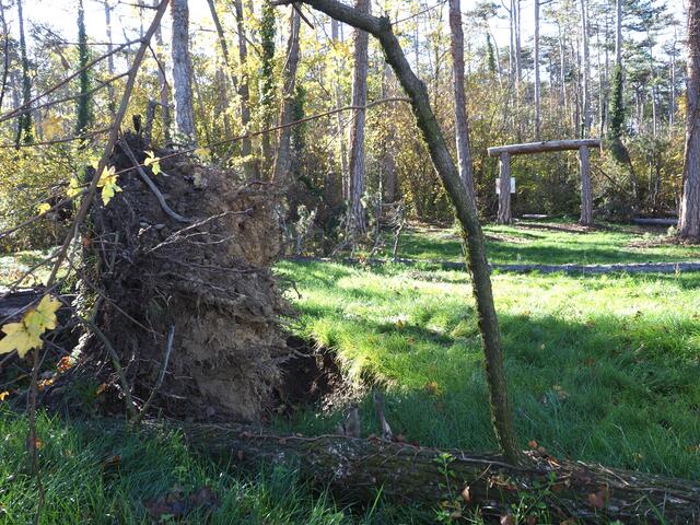 Auch im Seelenwald liegen immer noch mehrere Bäume, die vom Sturm gefällt wurden.