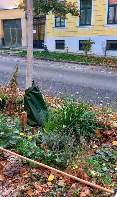 Die Baumscheibe ist mit einer dezenten Umzäunung umrandet. | Foto: Zuzana Kobesova 2025