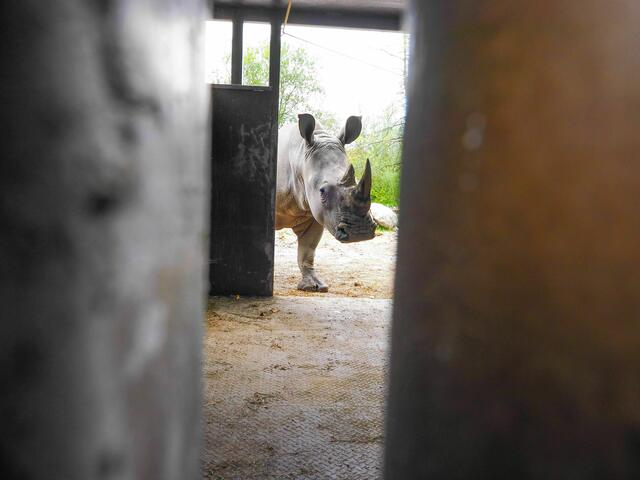 Die junge Nashornkuh Tamika reist nun von Salzburg nach Nordspanien, um dort ein neues Zuhause zu finden. | Foto: Zoo Salzburg