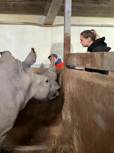 In Zukunft wird die in Salzburg geborene Nashornkuh im „Parque de la Naturaleza de Cabárceno“ in der nordspanischen Region Kantabrien leben. | Foto: Zoo Salzburg