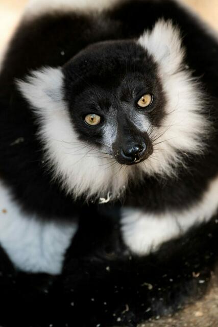 Die Lemuren im Zoo Schmiding bekommen einen neuen Innenbereich – der ist nicht nur beheizt und dem natürlichen Lebensraum der Halbaffen nachempfunden, sondern bietet auch gute Einblicke. | Foto: ZooSchmiding/Peter Sterns