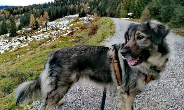 Foto: Tierschutzverein Tirol