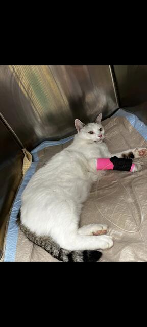 Auch verletzte Katzen werden im Tierheim gesund gepflegt. | Foto: Mocnik