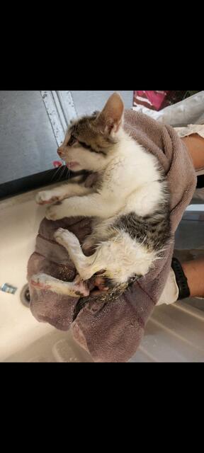 Immer wieder kommen verletzte und verwahrloste Tiere ins Tierheim. | Foto: Mocnik