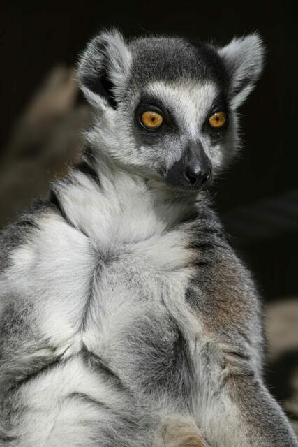 Die Lemuren im Zoo Schmiding bekommen einen neuen Innenbereich – der ist nicht nur beheizt und dem natürlichen Lebensraum der Halbaffen nachempfunden, sondern bietet auch gute Einblicke. | Foto: ZooSchmiding/Peter Sterns
