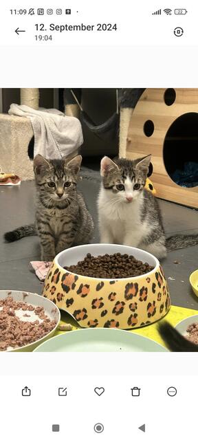 Tierfutterspenden werden im Herbst dringend gebraucht. | Foto: Mocnik