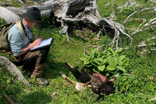 Landesbeamte beim Wolfsriss in Russbach. | Foto: Land Salzburg/Hubert Stock