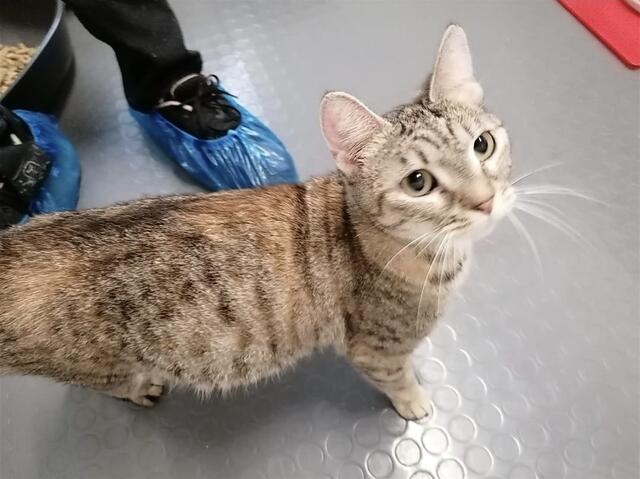 Verwilderte Katzenmamis werden wieder ausgewildert. | Foto: Mocnik