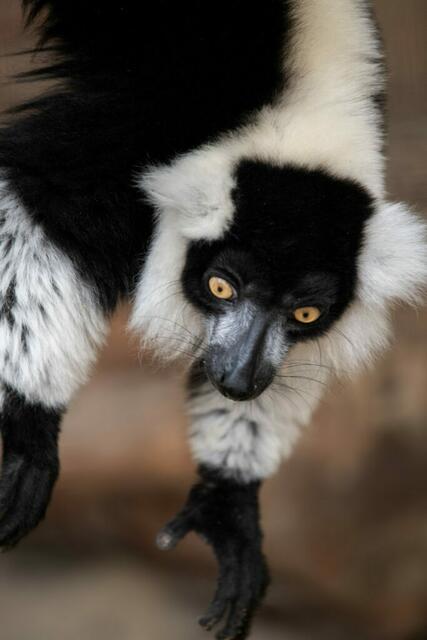 Die Lemuren im Zoo Schmiding bekommen einen neuen Innenbereich – der ist nicht nur beheizt und dem natürlichen Lebensraum der Halbaffen nachempfunden, sondern bietet auch gute Einblicke. | Foto: ZooSchmiding/Peter Sterns