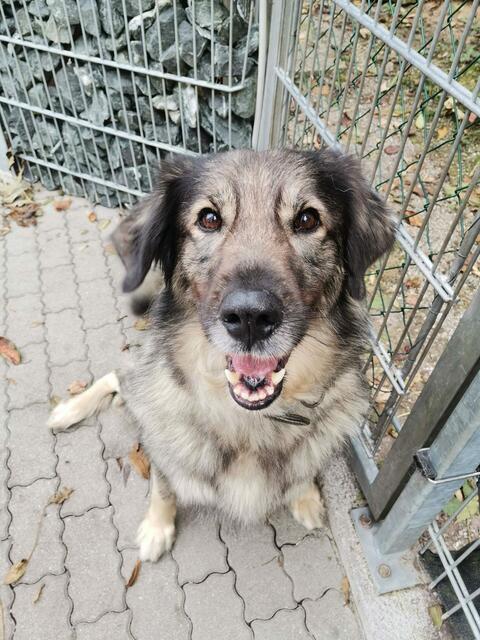 Foto: Tierschutzverein Tirol