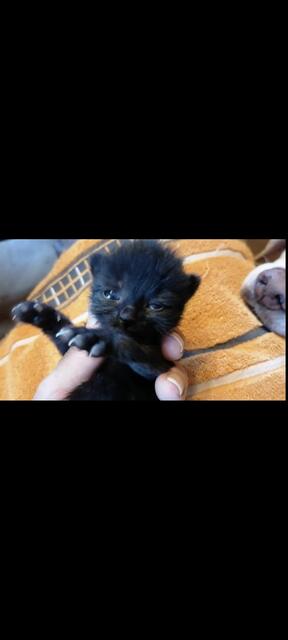 Einfach nur entzückend, die Kitten in Rosental | Foto: Mocnik