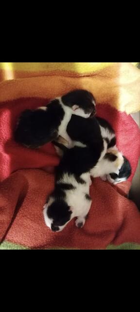 Viele Tiere sind im Moment im Tierheim Franziskus untergebracht. | Foto: Mocnik