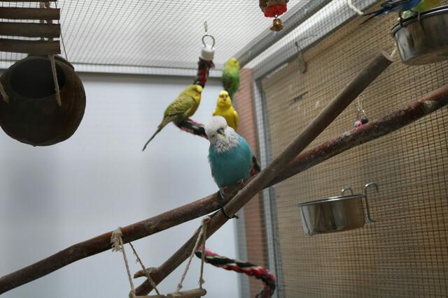 Foto: Tierschutzverein Tirol