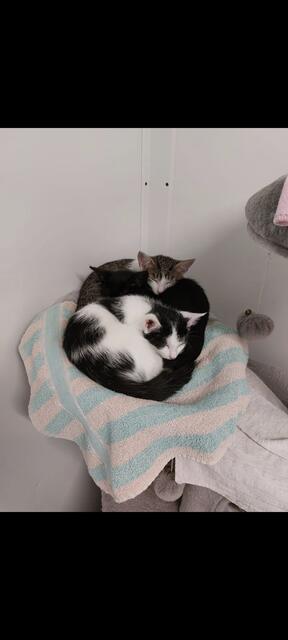 Den Katzen geht es gut, der Einsatz des Tierheimteams ist groß. | Foto: Mocnik