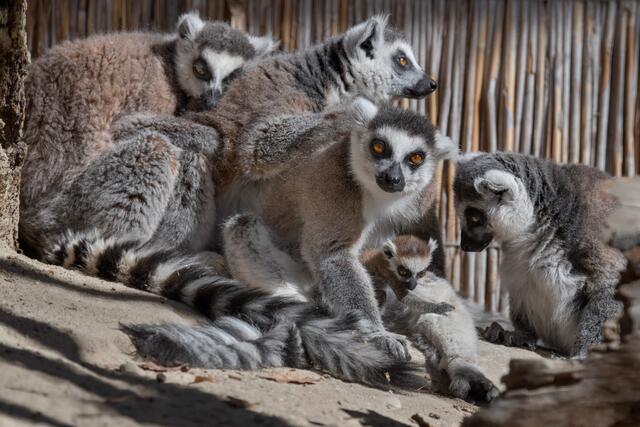 Die Lemuren im Zoo Schmiding bekommen einen neuen Innenbereich – der ist nicht nur beheizt und dem natürlichen Lebensraum der Halbaffen nachempfunden, sondern bietet auch gute Einblicke. | Foto: ZooSchmiding/Peter Sterns
