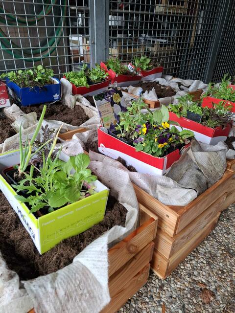 Die Bepflanzung für die „Wintaminkisten“ organisierte Frau Fußthaler. Die Firma Briglauer aus Raab 
unterstützte das Projekt ebenfalls, indem sie Erde und Vließ zur Verfügung stellte.  | Foto: Mittelschule Raab