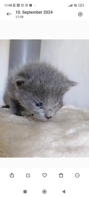 Junge Katzen sind einfach Herzensbrecher. | Foto: Mocnik