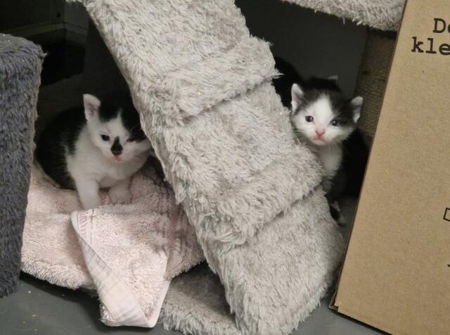 Auch Kratzbäume werden für die 40 Kitten in Rosental dringend gebraucht. | Foto: Mocnik