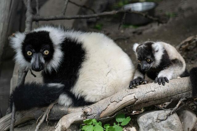 Die Lemuren im Zoo Schmiding bekommen einen neuen Innenbereich – der ist nicht nur beheizt und dem natürlichen Lebensraum der Halbaffen nachempfunden, sondern bietet auch gute Einblicke. | Foto: ZooSchmiding/Peter Sterns