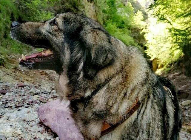 Foto: Tierschutzverein Tirol