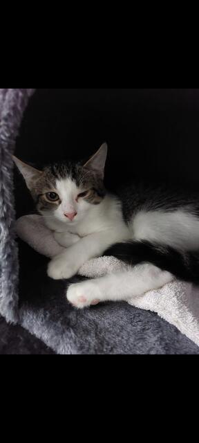 22 adulte Katzen leben derzeit im Tierheim Franziskus. | Foto: Mocnik