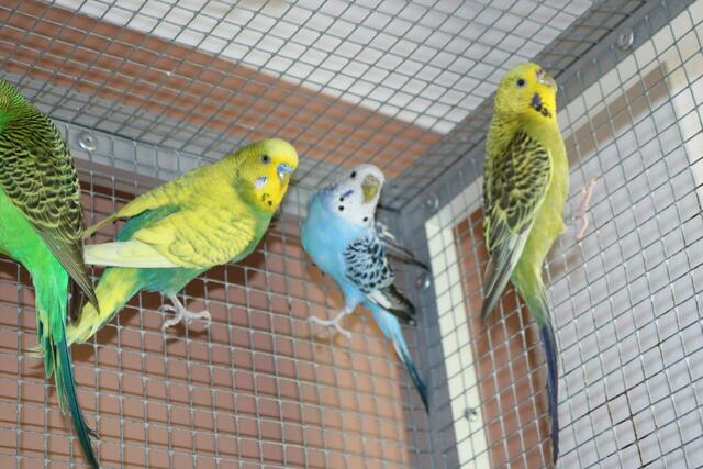 Die Wellensittiche werden nur mindestens zu zweit oder zu anderen Artgenossen vermittelt.  | Foto: Tierschutzverein Tirol