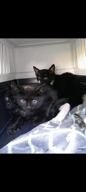 Dreimal black Beauty | Foto: Mocnik