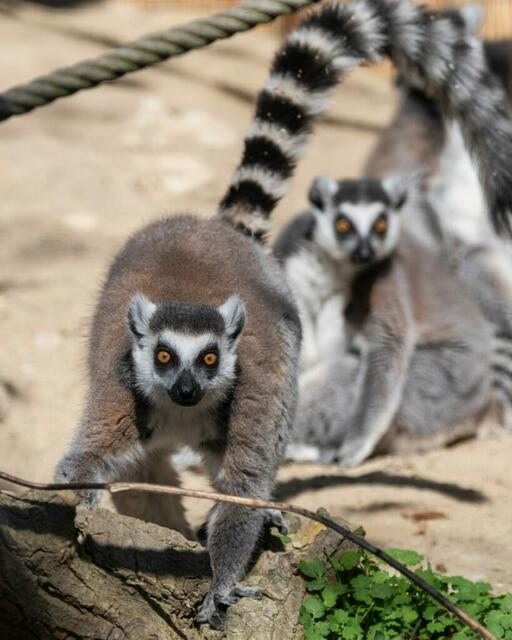 Die Lemuren im Zoo Schmiding bekommen einen neuen Innenbereich – der ist nicht nur beheizt und dem natürlichen Lebensraum der Halbaffen nachempfunden, sondern bietet auch gute Einblicke. | Foto: ZooSchmiding/Peter Sterns