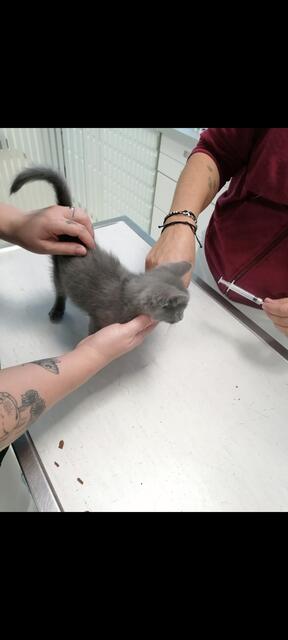 40 Kitten sind derzeit im Tierheim Franziskus untergebracht. | Foto: Mocnik