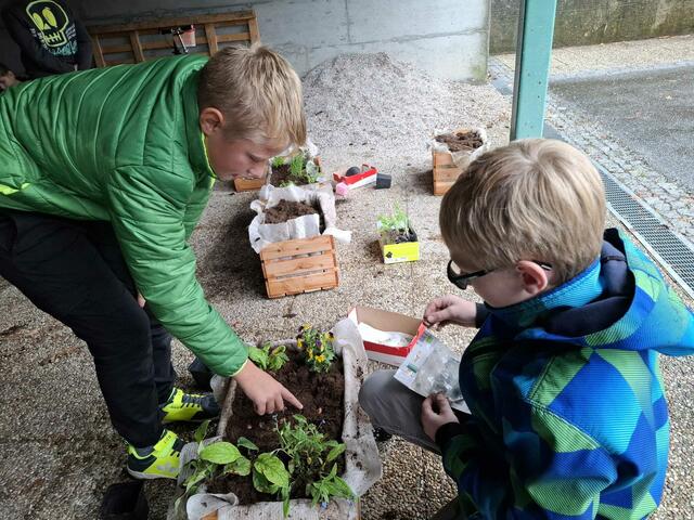 Gemeinsam bauten die Schüler der 2. Klassen der Mittelschule Raab im Unterricht die Kisten zusammen und befüllten sie mit Erde. | Foto: Mittelschule Raab