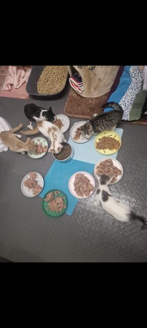 Nasstierfutter wird im Tierheim Franziskus dringend benötigt. | Foto: Mocnik