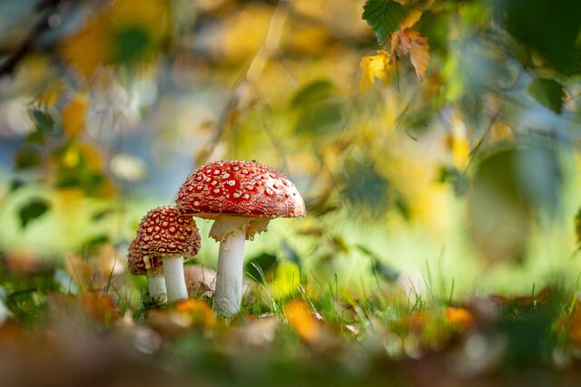 Foto: Reinhard Stemmer