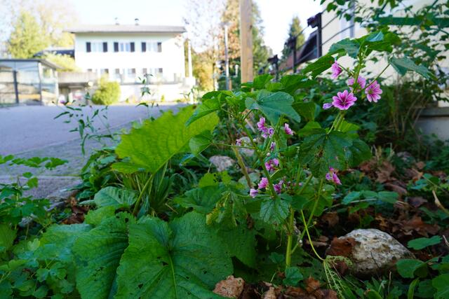 Auch Ende Oktober leuchtet die Blühfläche an der Henndorfer Gemeinde noch bunt.  | Foto: Simon Haslauer