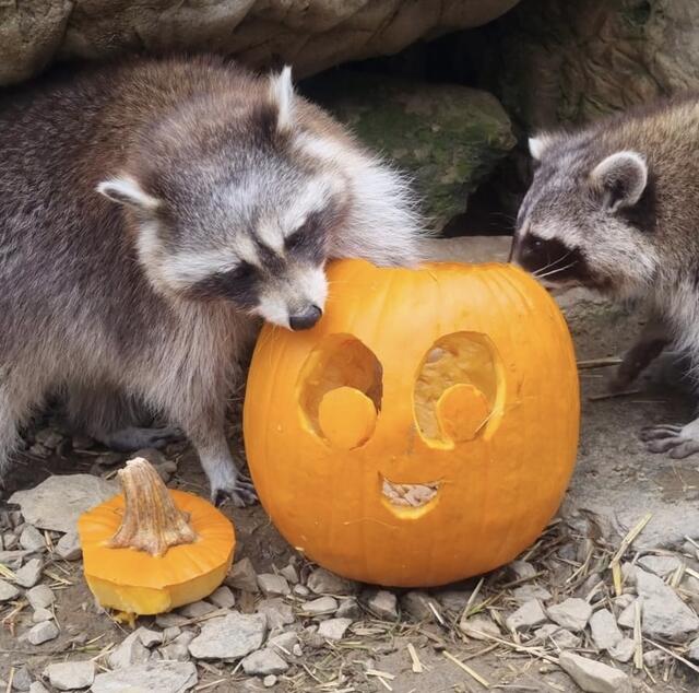 Auch die Tiere im Wildpark Assling kommen in den Genuss des Herbstes. | Foto: Wildpark Assling