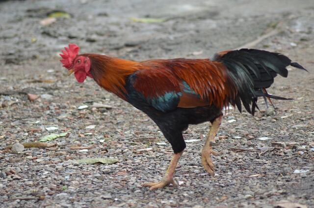 Vogelgrippe in NÖ bestätigt: Zum Schutz vor weiterer Ausbreitung wurden rund um den Betrieb eine Schutz- und Überwachungszone eingerichtet. | Foto: symbolfoto: pixabay