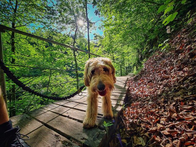 In Döbling gibt es einige Hundezonen für die Fellnasen.  Jene im Wertheimsteinpark ist aktuell geschlossen. (Symbolfoto) | Foto: Christian Hahn