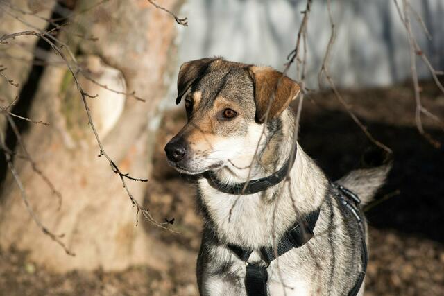Die 2021 geborene Mischlings-Hündin Schneewittchen hat in ihrem bisherigen Leben leider nicht viel kennen gelernt. | Foto: TSA