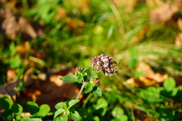 Eine Biene schnappt sich die letzten Pollen. | Foto: Simon Haslauer