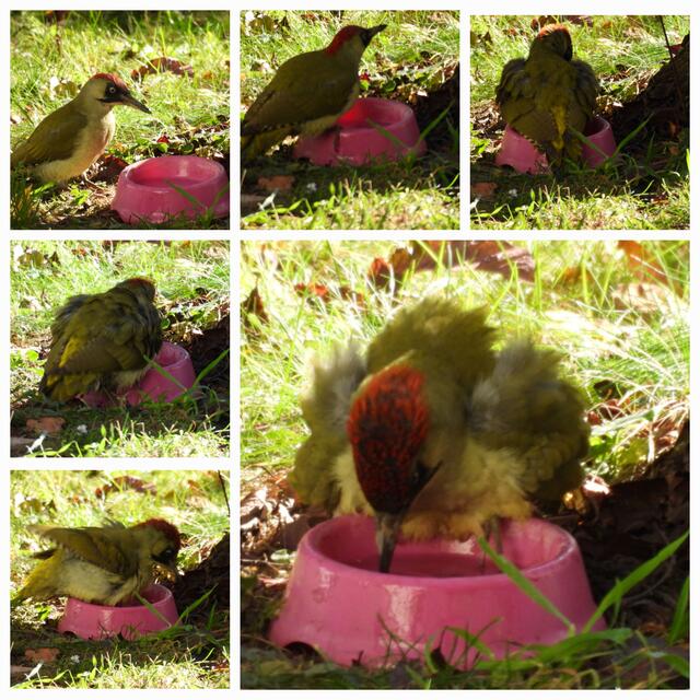 Der Grünspecht bei Gefiederpflege im rosa Nap. | Foto: Zuzana Kobesova 2025