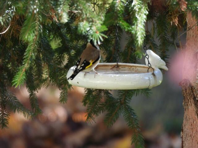 Auch ein Stieglitz braucht ein Schluck Wasser... | Foto: Zuzana Kobesova 2025