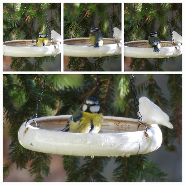 Die ungeduldige Blaumeise im seichten Wasser | Foto: Zuzana Kobesova 2025