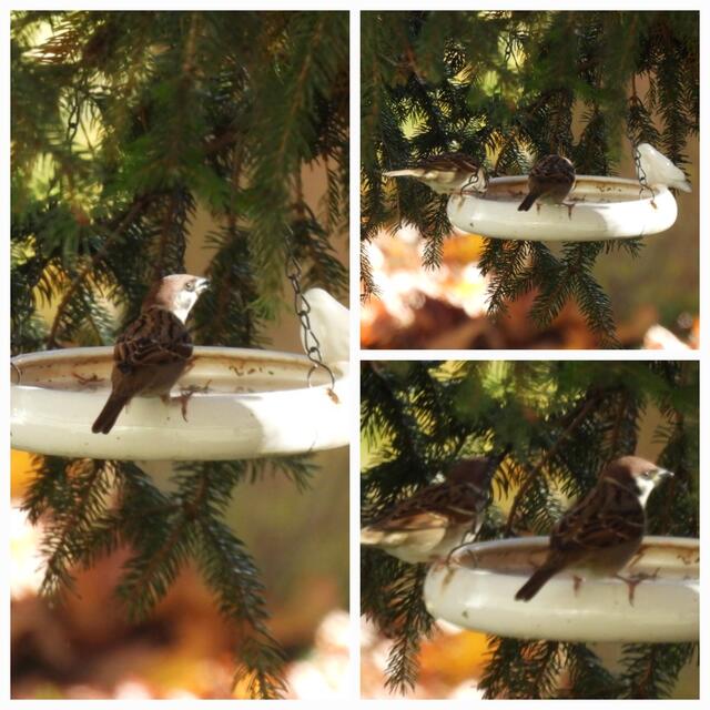 Das Spatzen-Doppelpack beim Trinken | Foto: Zuzana Kobesova 2025