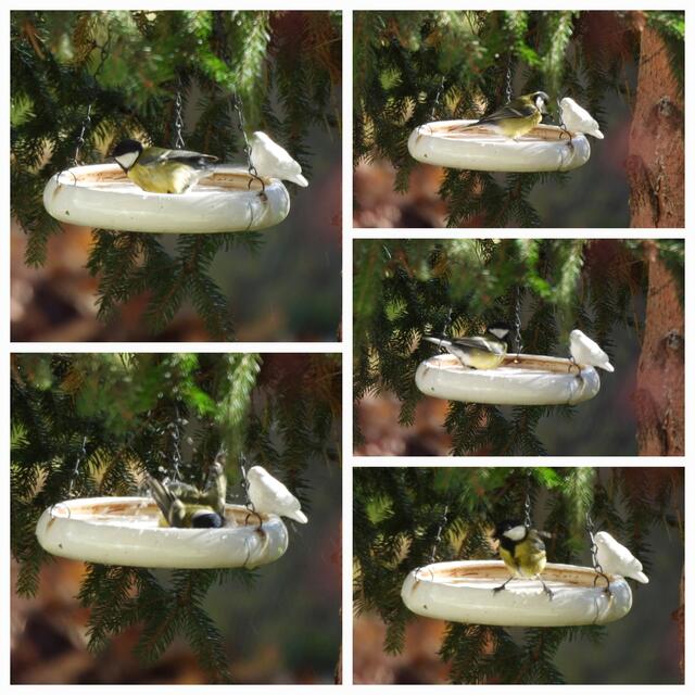 Noch eine Kohlmeise beim Baden. | Foto: Zuzana Kobesova 2025