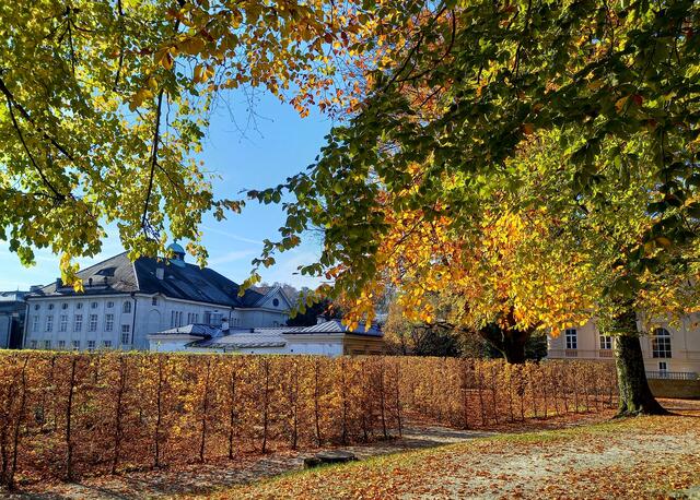  Irrgarten, im Hintergrund das Mozarteum | Foto: H. Bachinger