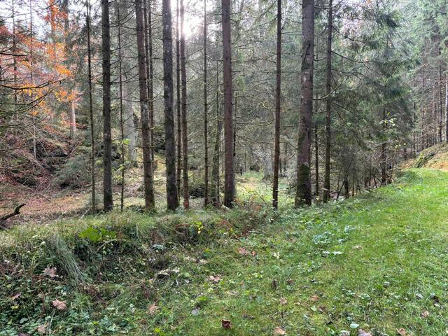 In diesem Waldstück hat man den Tatverdächtigen Roland Drexler gefunden.  | Foto: MeinBezirk/Aschermayer