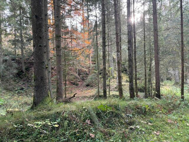 Foto: MeinBezirk/Aschermayer